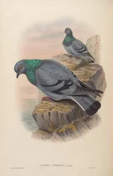 Columba intermedia = Columba livia intermedia